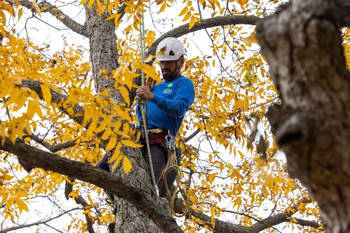 Skilled Tree Planing crew working in Burgettstown